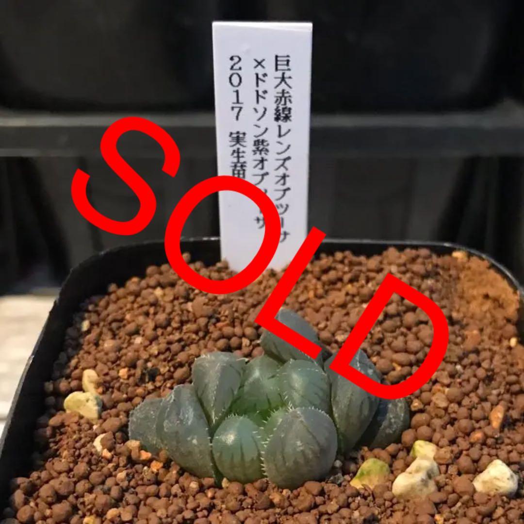多肉植物 ハオルチア   セール 1株 500円 送料200円 早い者勝ち 3