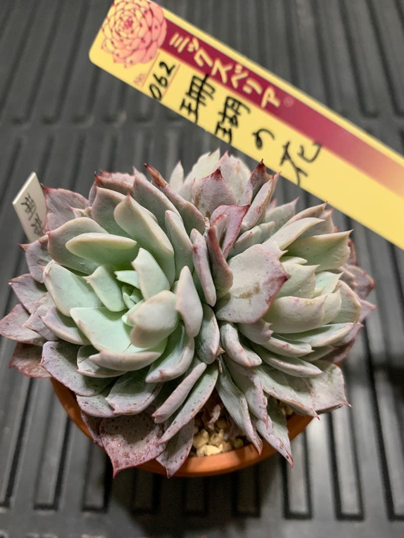 珊瑚の花　札付き　3頭　ミックスベリア　おらいさん