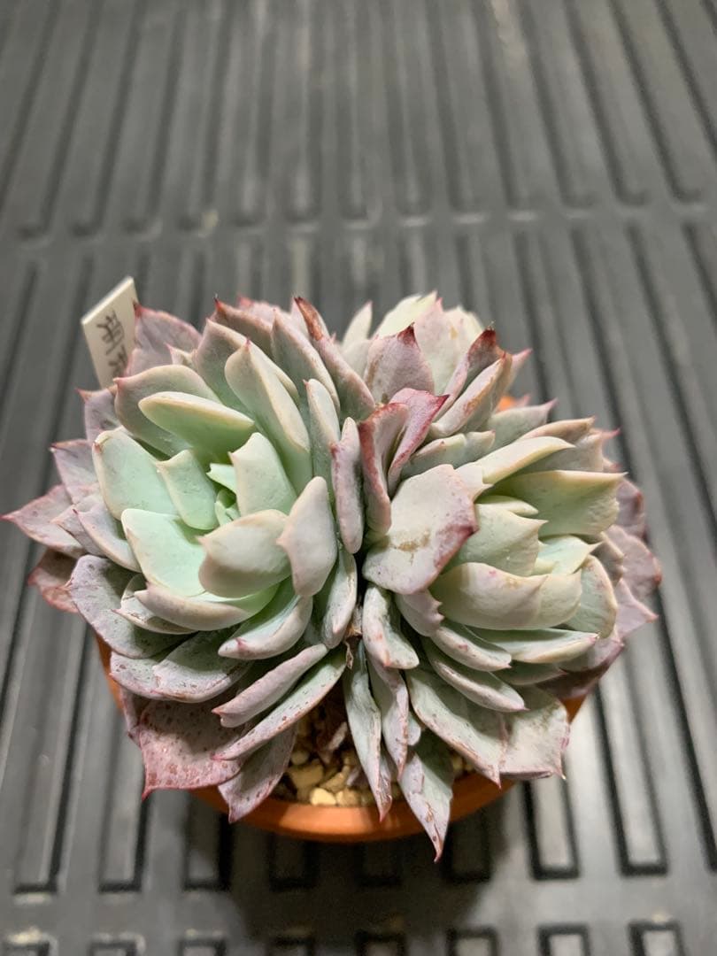 珊瑚の花　札付き　3頭　ミックスベリア　おらいさん