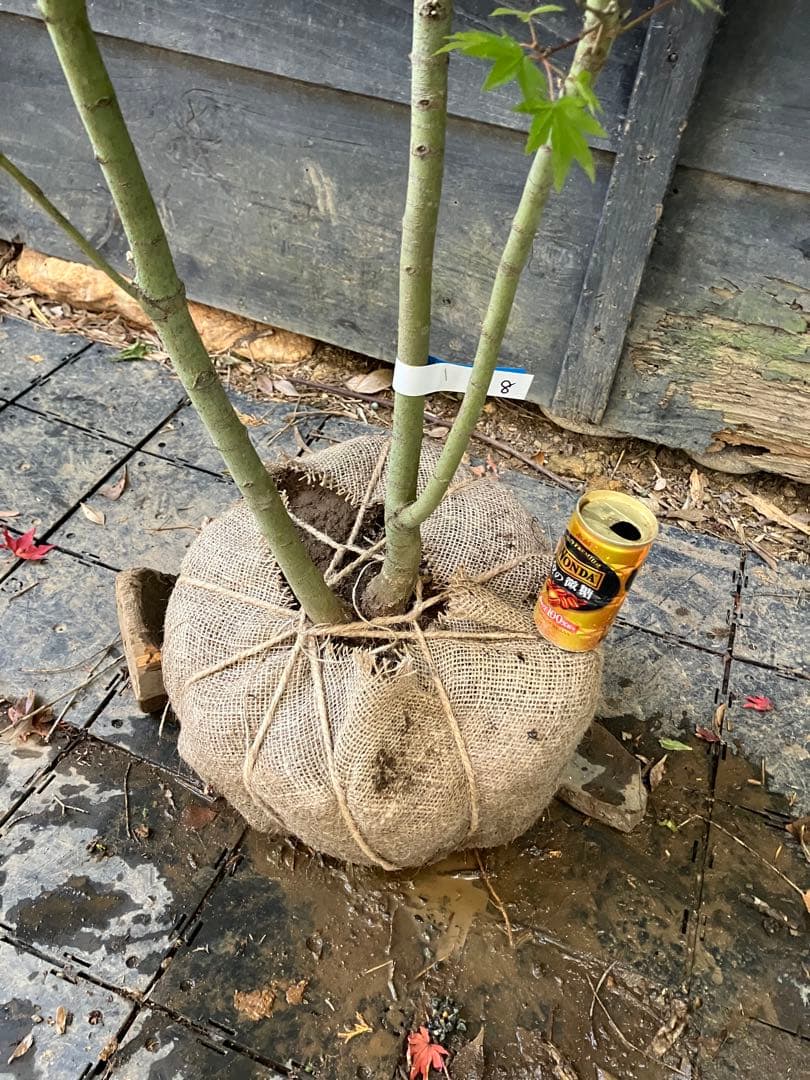 8 コハウチワカエデ