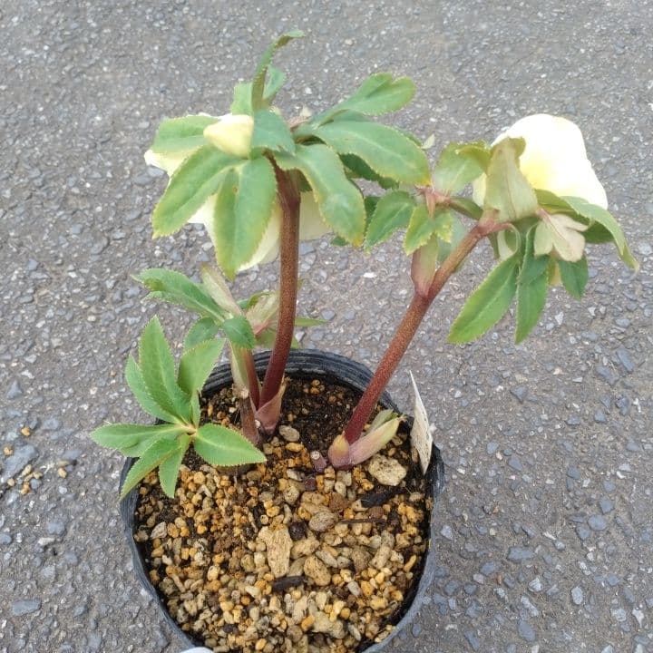 加藤農園。ゴールドクリスマスローズ 八重咲き 淡い黄色 開花株。NO3