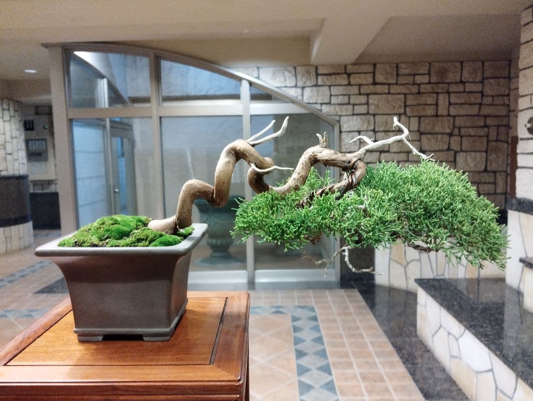 素晴らしい糸魚川真柏盆栽