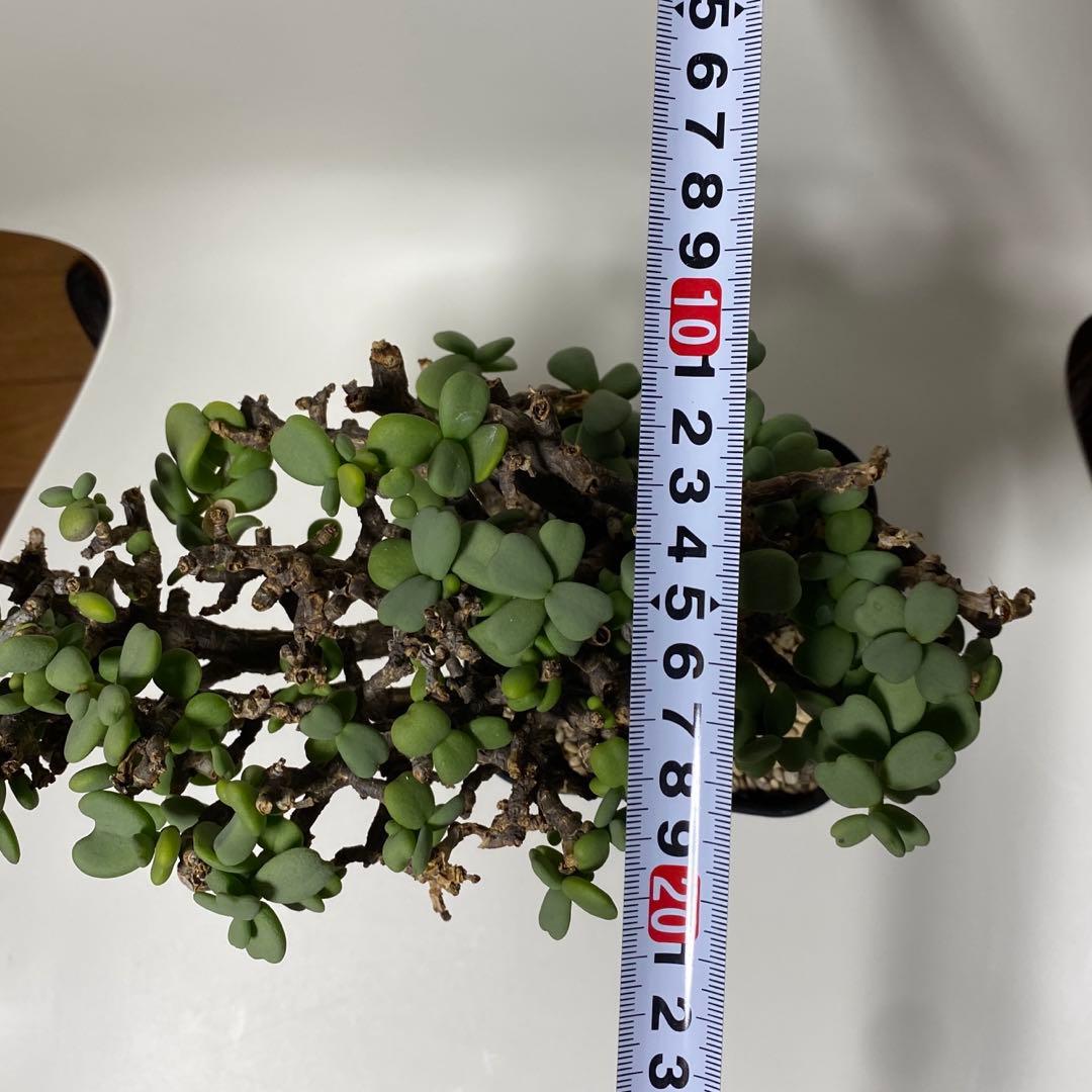 ケラリア　ピグマエア　現地球　多肉植物　塊根植物　観葉植物　珍奇植物