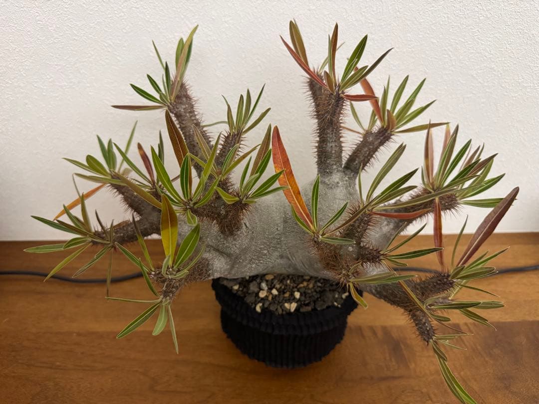 パキポディウム　グラキリス　現地球　コーデックス　塊根植物　D.I.P.