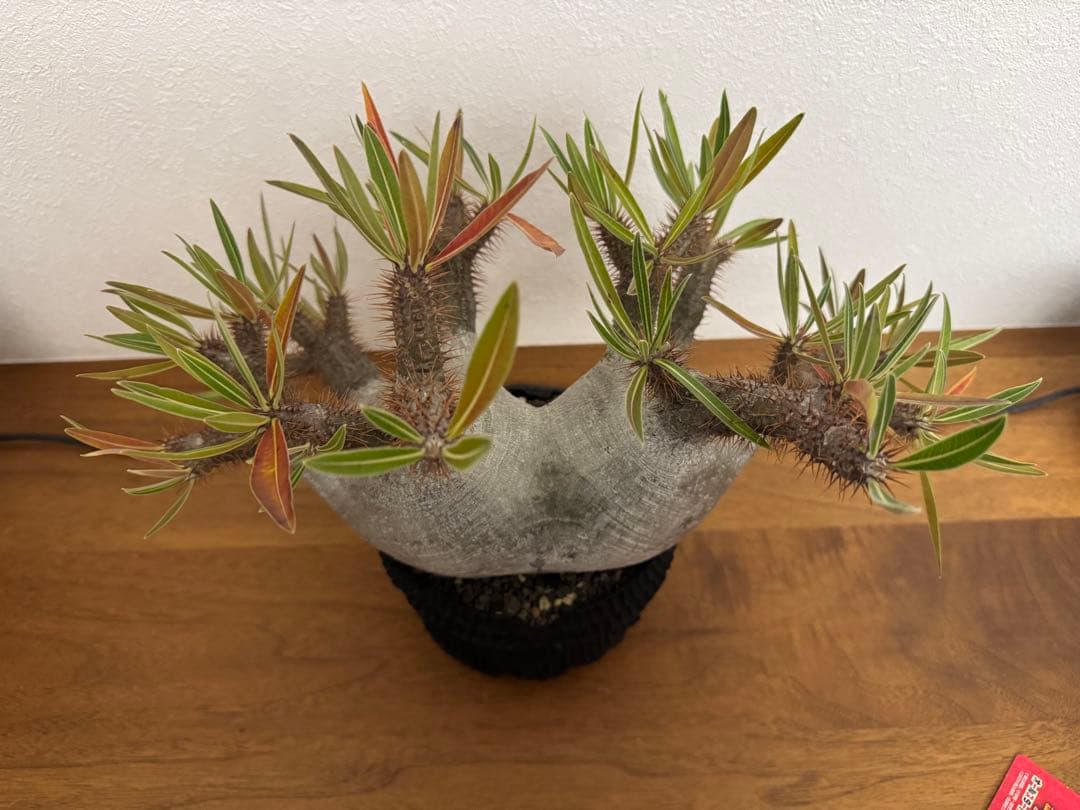 パキポディウム　グラキリス　現地球　コーデックス　塊根植物　D.I.P.