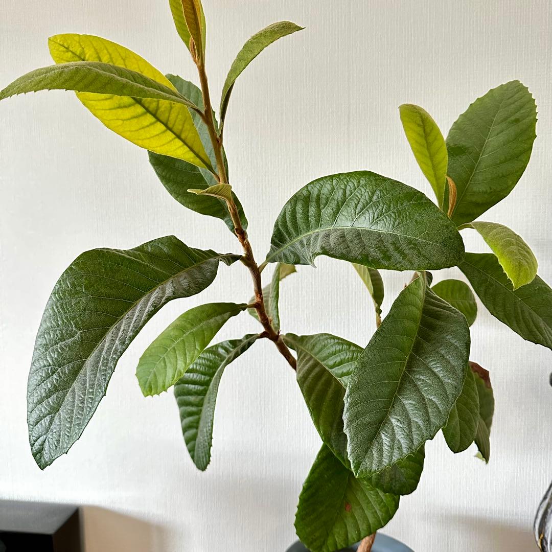 ③枇杷の木 枇杷の苗木 びわの苗木 びわの木 ビワの木　葉　枇杷の葉　びわの葉
