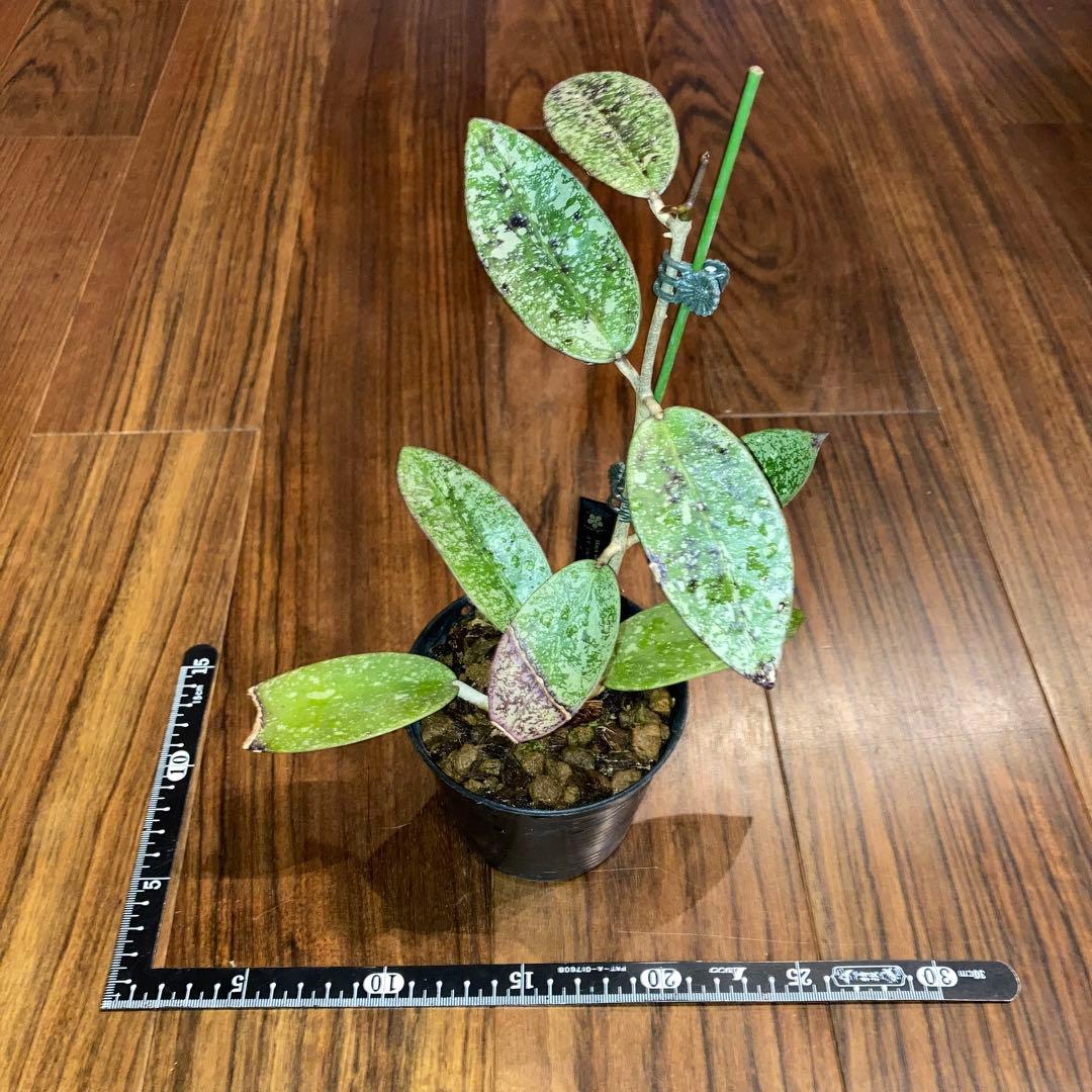 ホヤ シルバーダラー スプラッシュ【現品・鉢付・タグ付・メルカリ便】