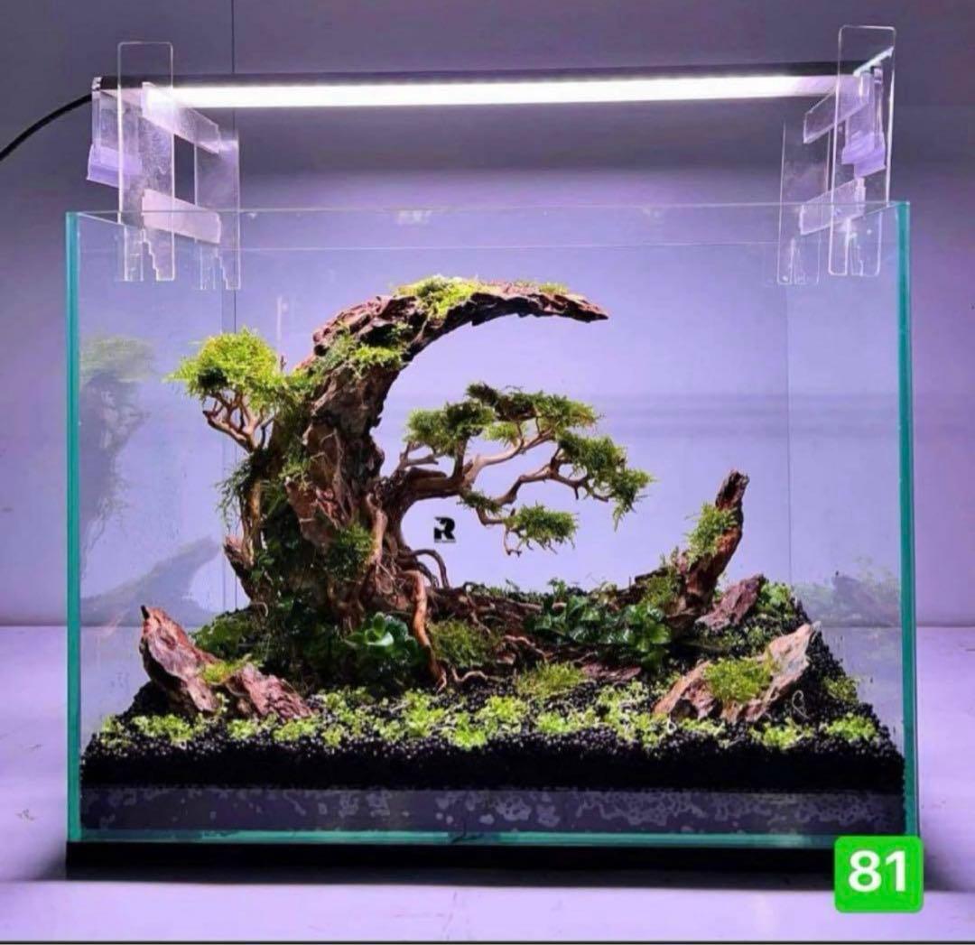 盆栽流木 水草用の 流木。流木アクアリウム　パルダリウム　マシンガンウッド