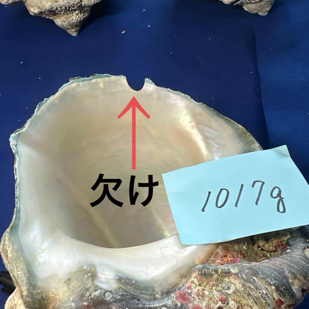 夜光貝　ヤコウ貝　まとめ売り　17個　15、5kg アクセサリー　ルアー