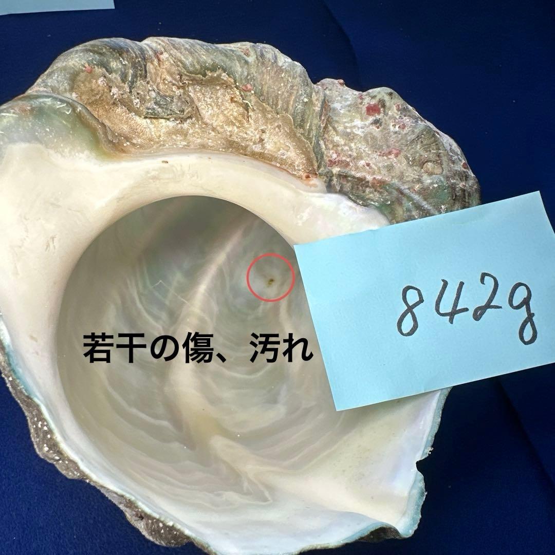 夜光貝　ヤコウ貝　まとめ売り　17個　15、5kg アクセサリー　ルアー