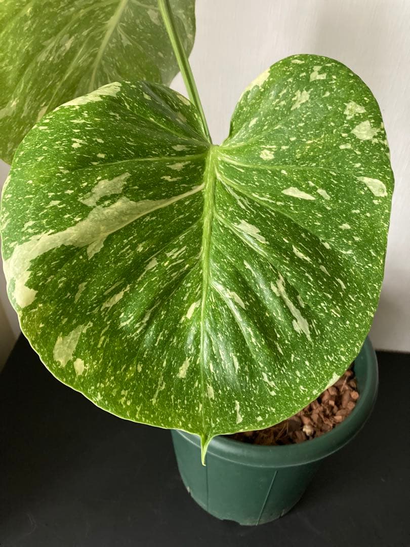 斑入り　モンステラ　デリシオーサ　太茎