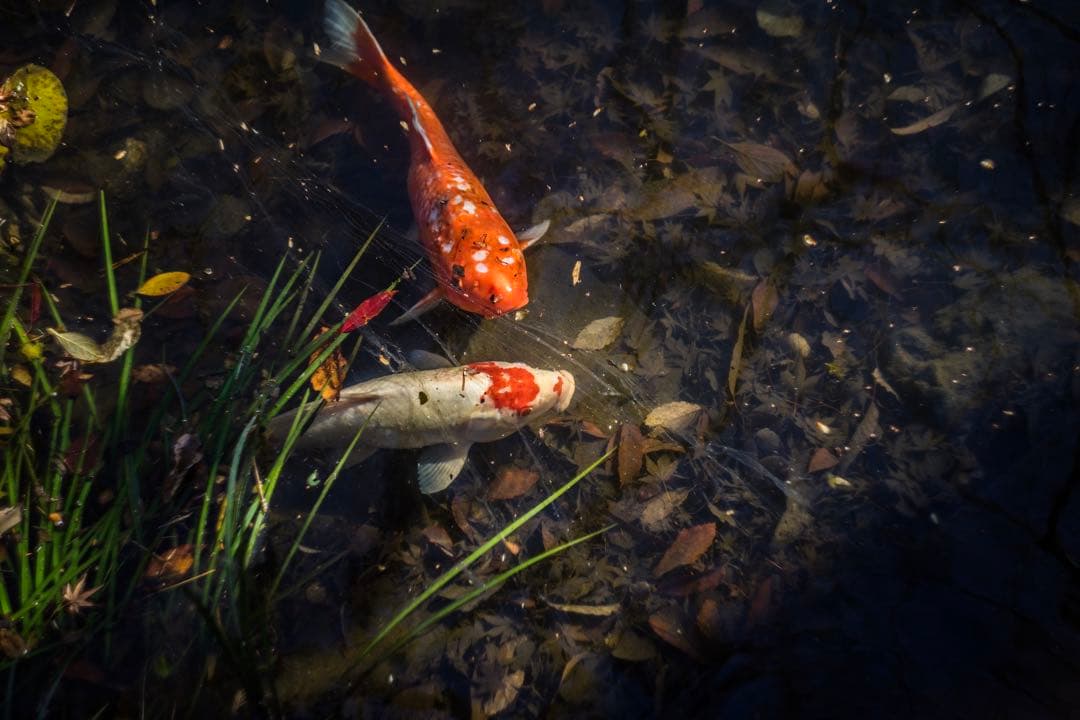 分解清掃済 Helios-44M-4 58mm f2 6