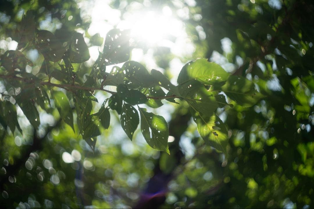 分解清掃済 Helios-44M-4 58mm f2 6