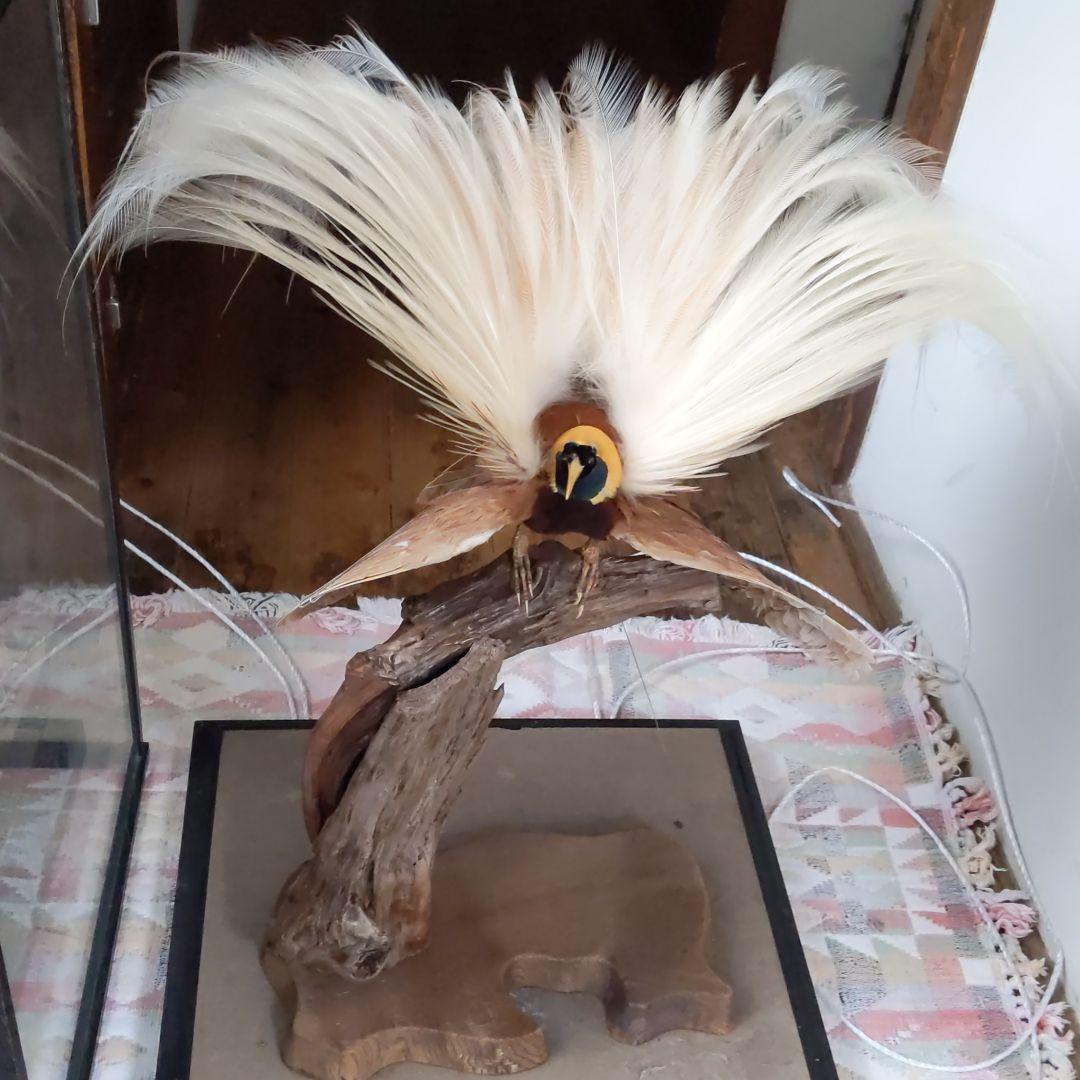 極楽鳥、王風