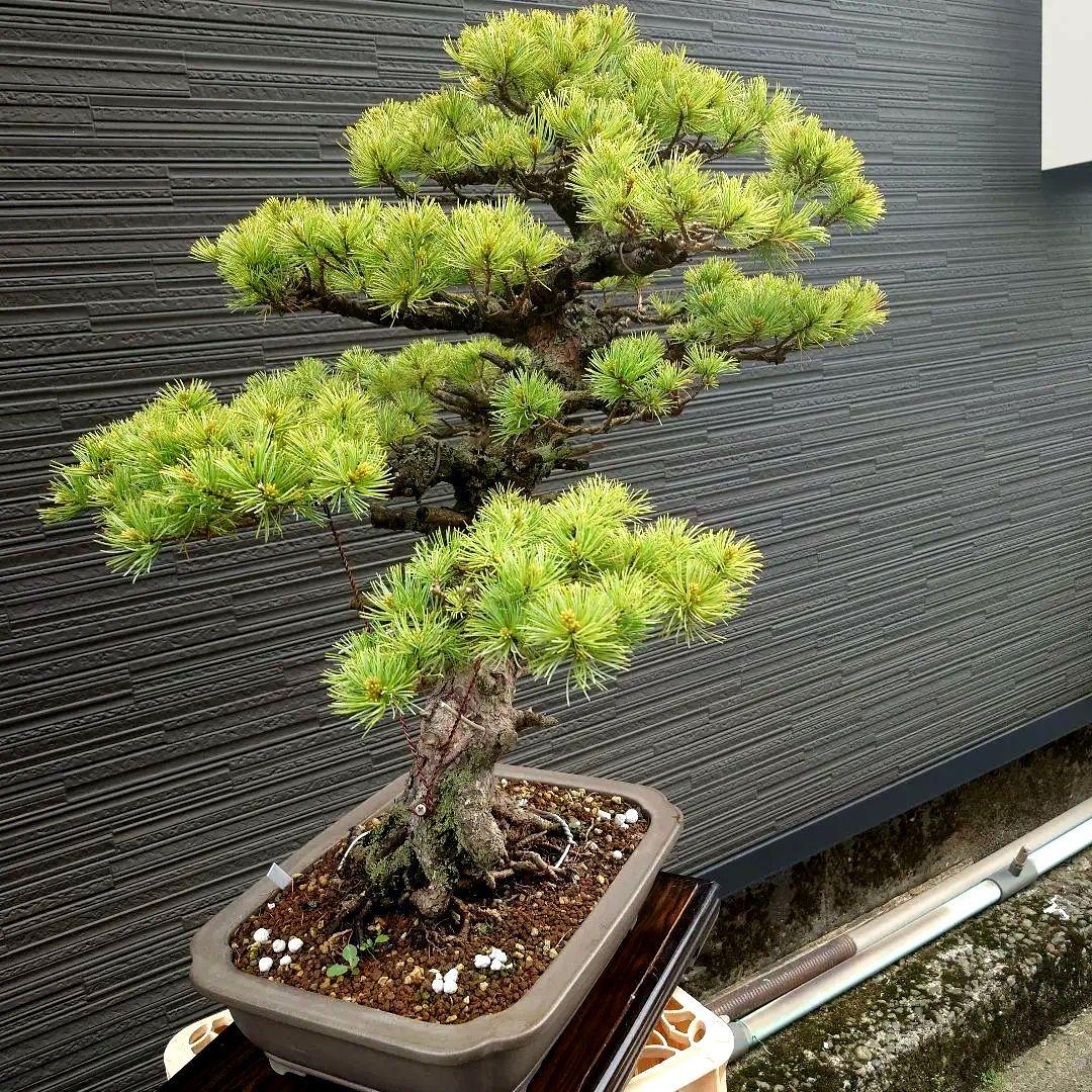 吾妻五葉松　短葉　大品