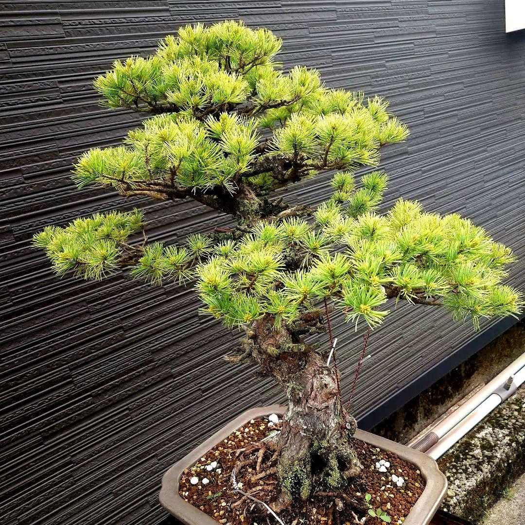 吾妻五葉松　短葉　大品