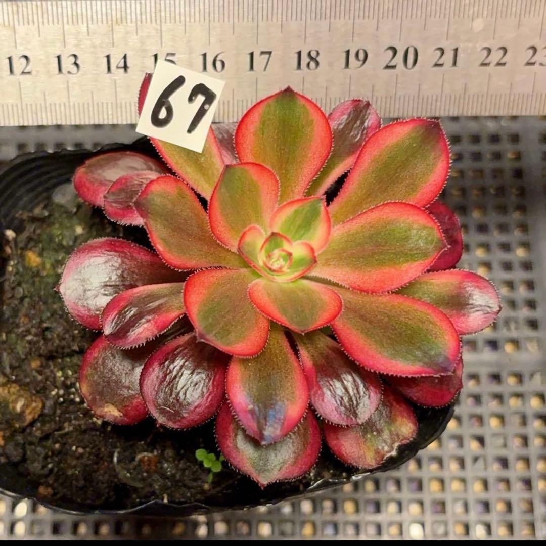 67#多肉植物アエオニウム錦❤️リな錦❤️1大頭10cm拔き苗