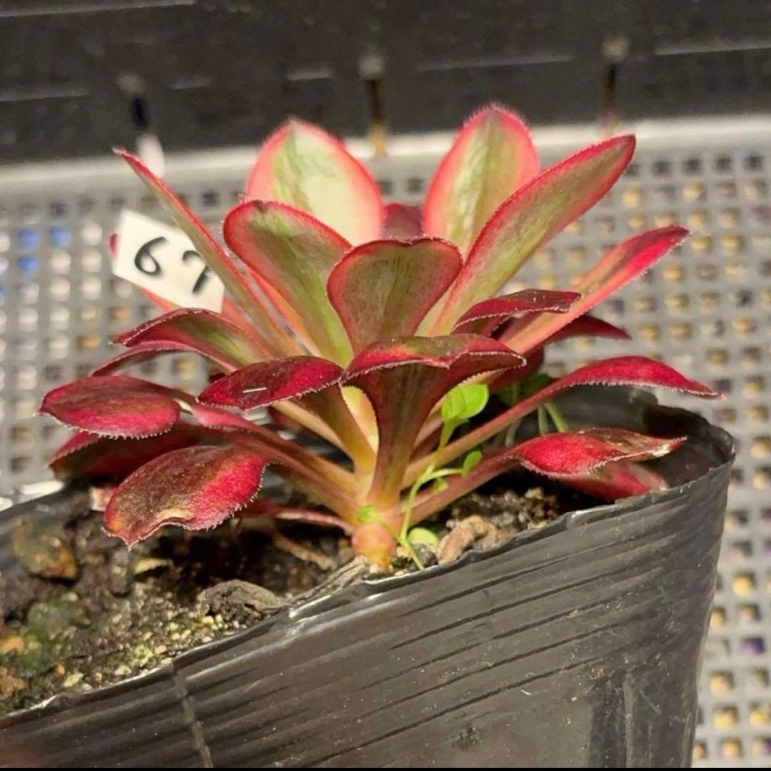 67#多肉植物アエオニウム錦❤️リな錦❤️1大頭10cm拔き苗