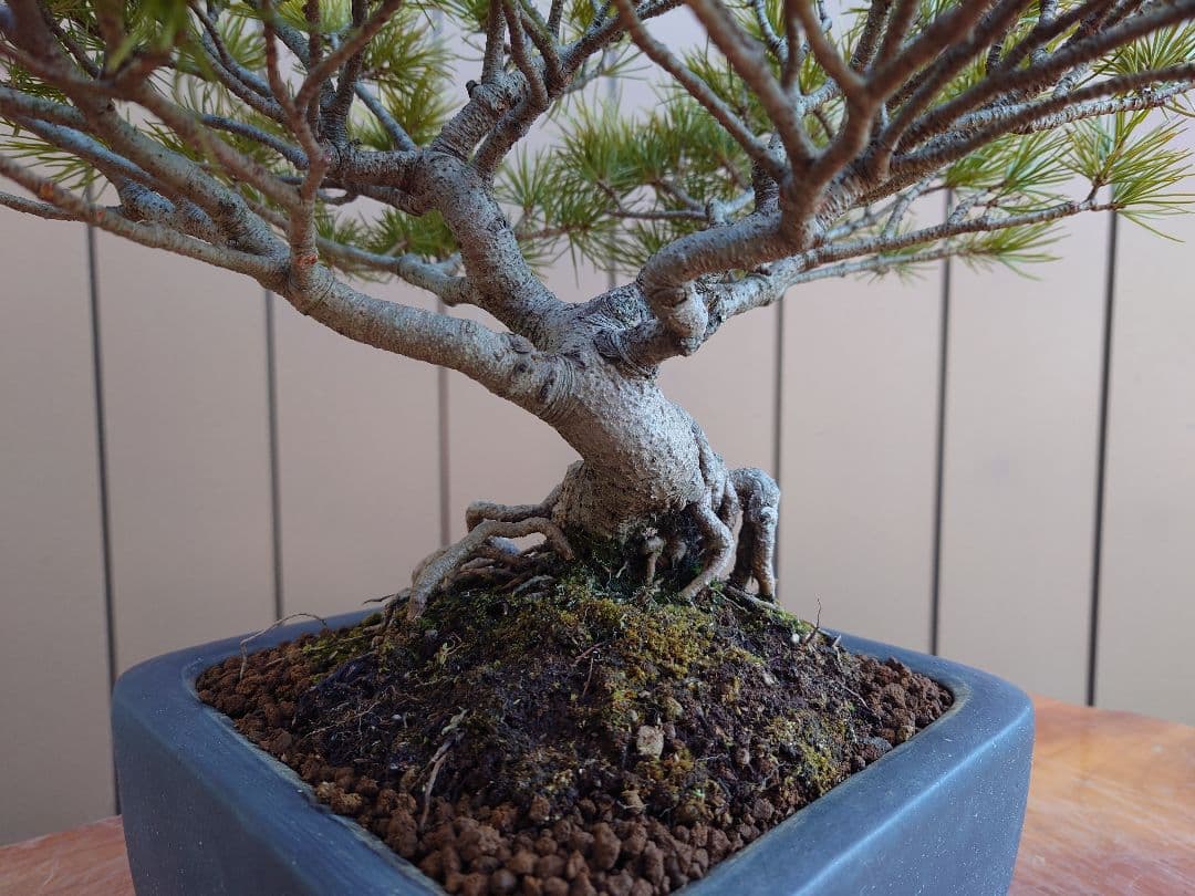 盆栽　五葉松　樹高28cm