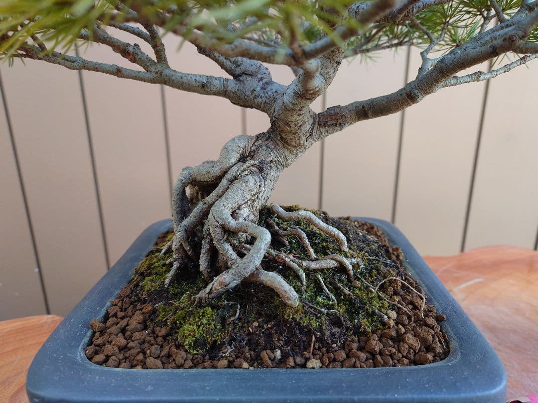 盆栽　五葉松　樹高28cm