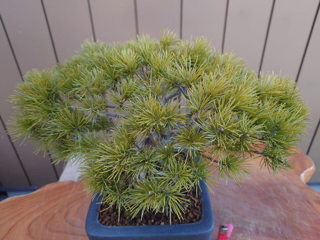 盆栽　五葉松　樹高28cm