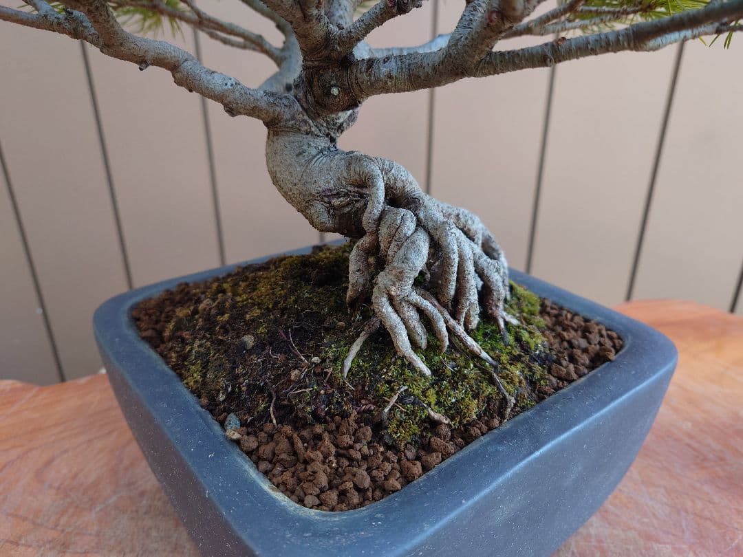 盆栽　五葉松　樹高28cm