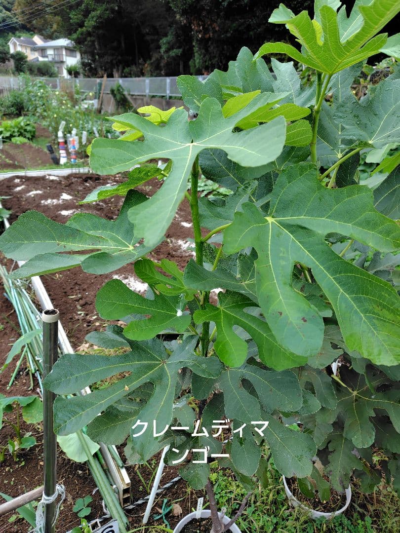 イチジク穂木