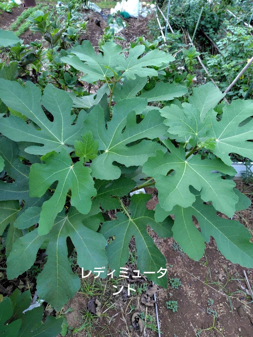 イチジク穂木