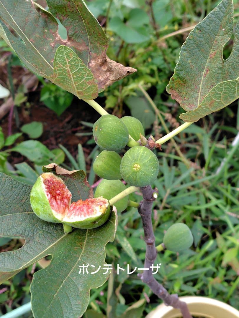 イチジク穂木