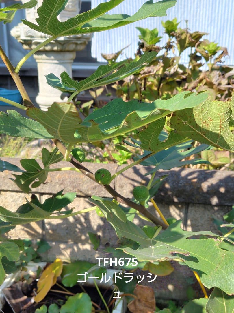 イチジク穂木