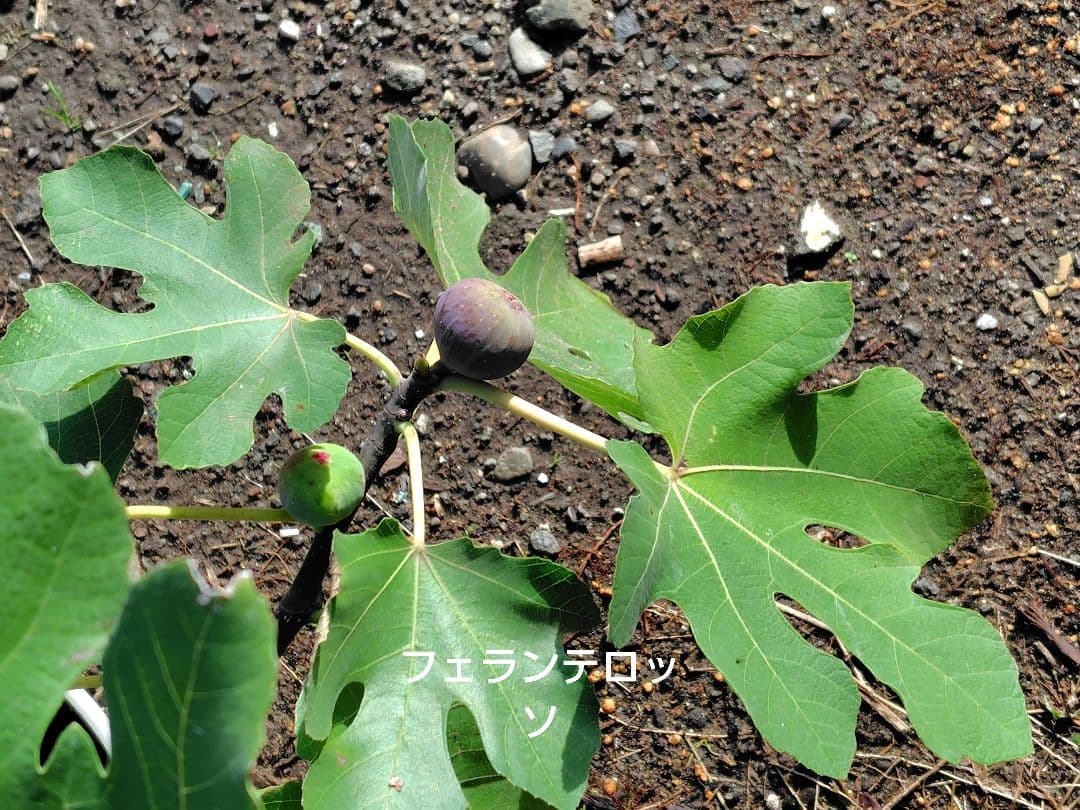 イチジク穂木