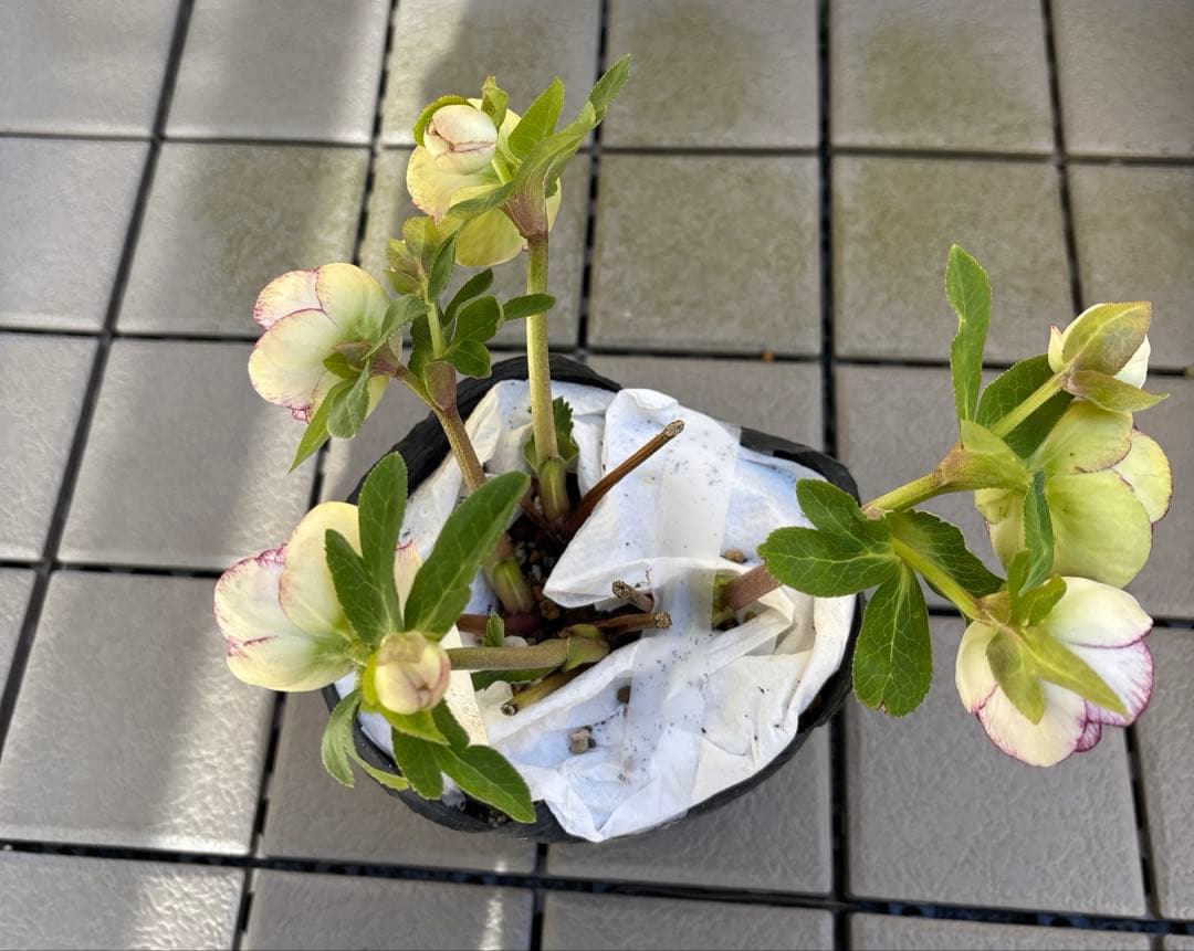 花 yama