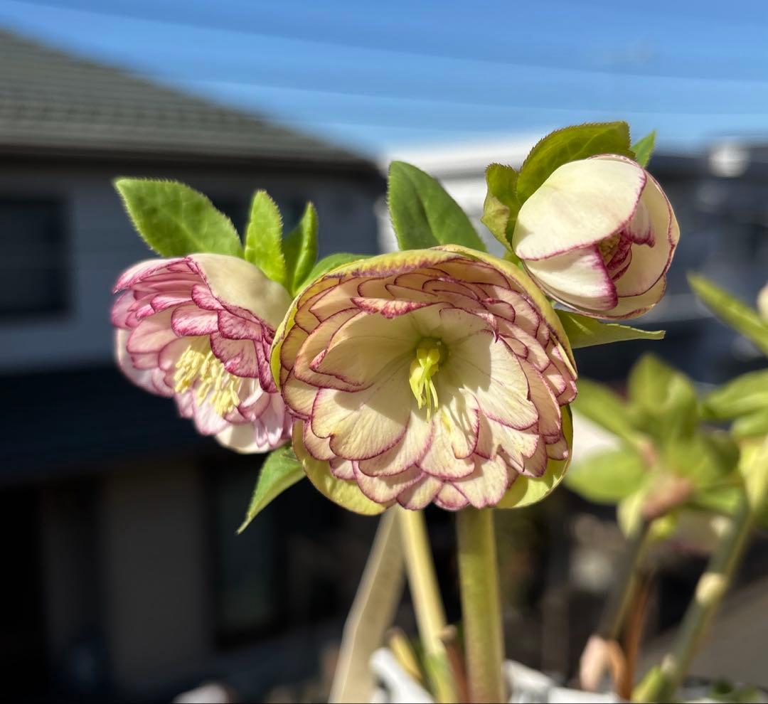 花 yama