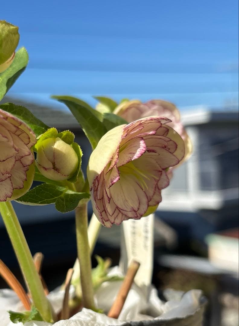 花 yama