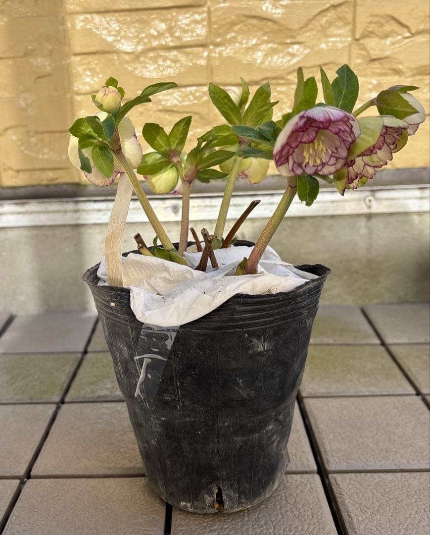 花 yama