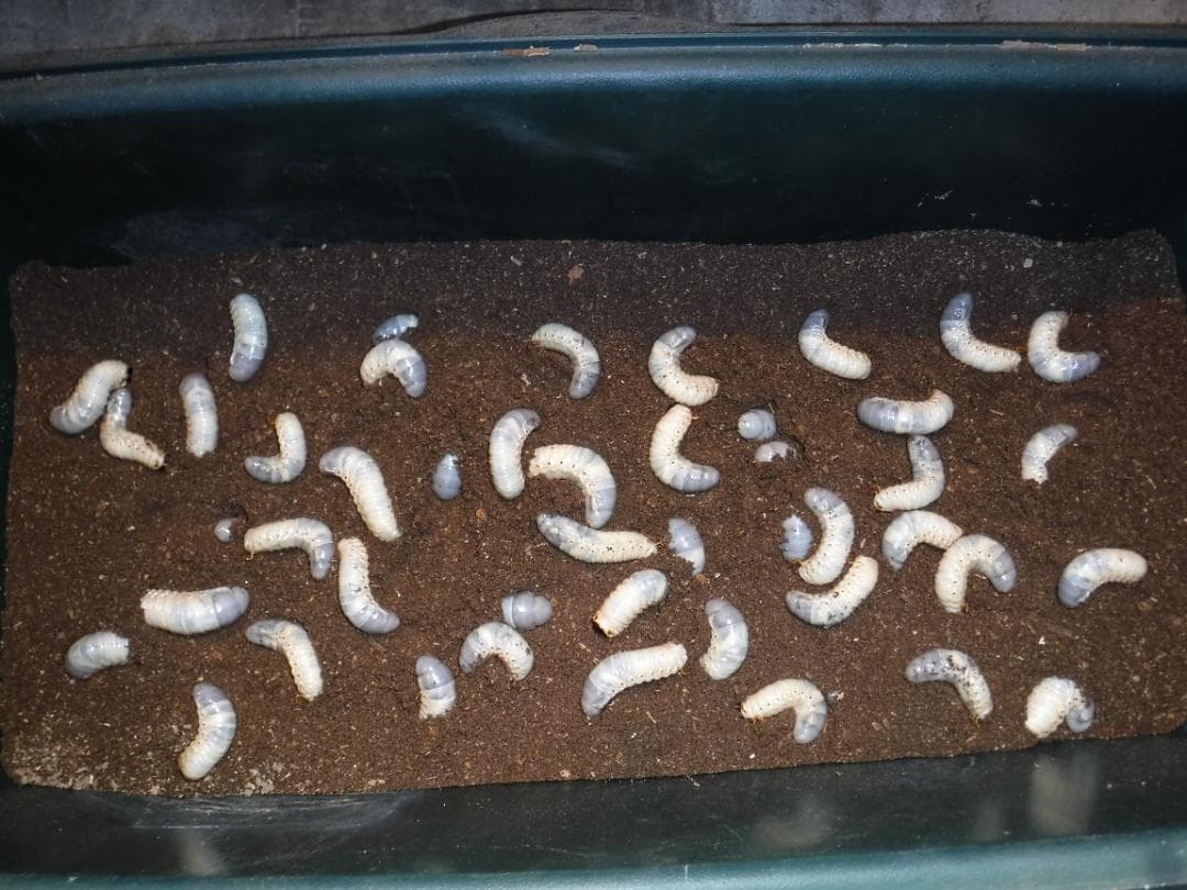 カブト虫マット2：発酵熟成竹・成虫・幼虫飼育・産卵育成用：５００ℓ