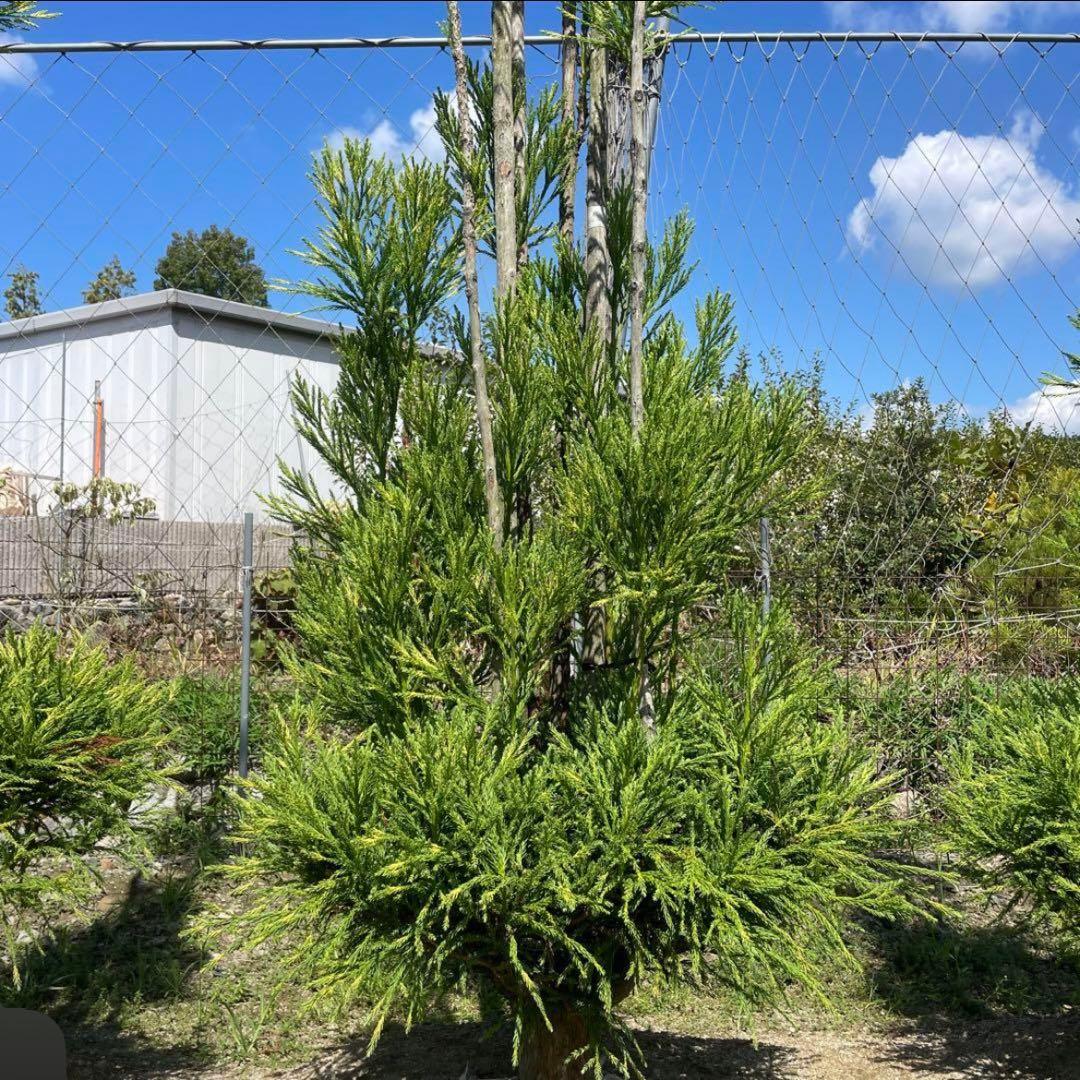 白杉、台杉『特大❗️』引き取り又は近畿地方限定配達&植込み可能。