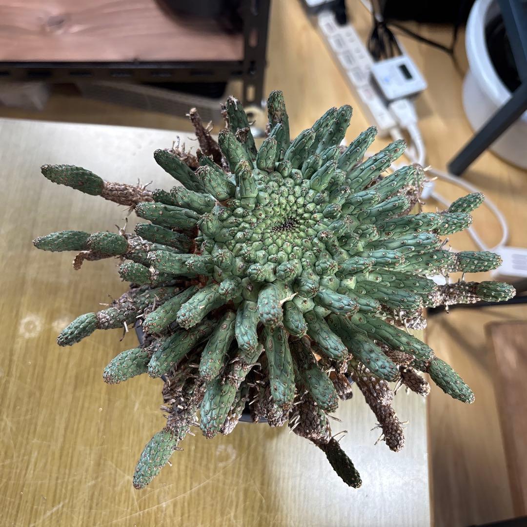 ユーフォルビア　フスカ