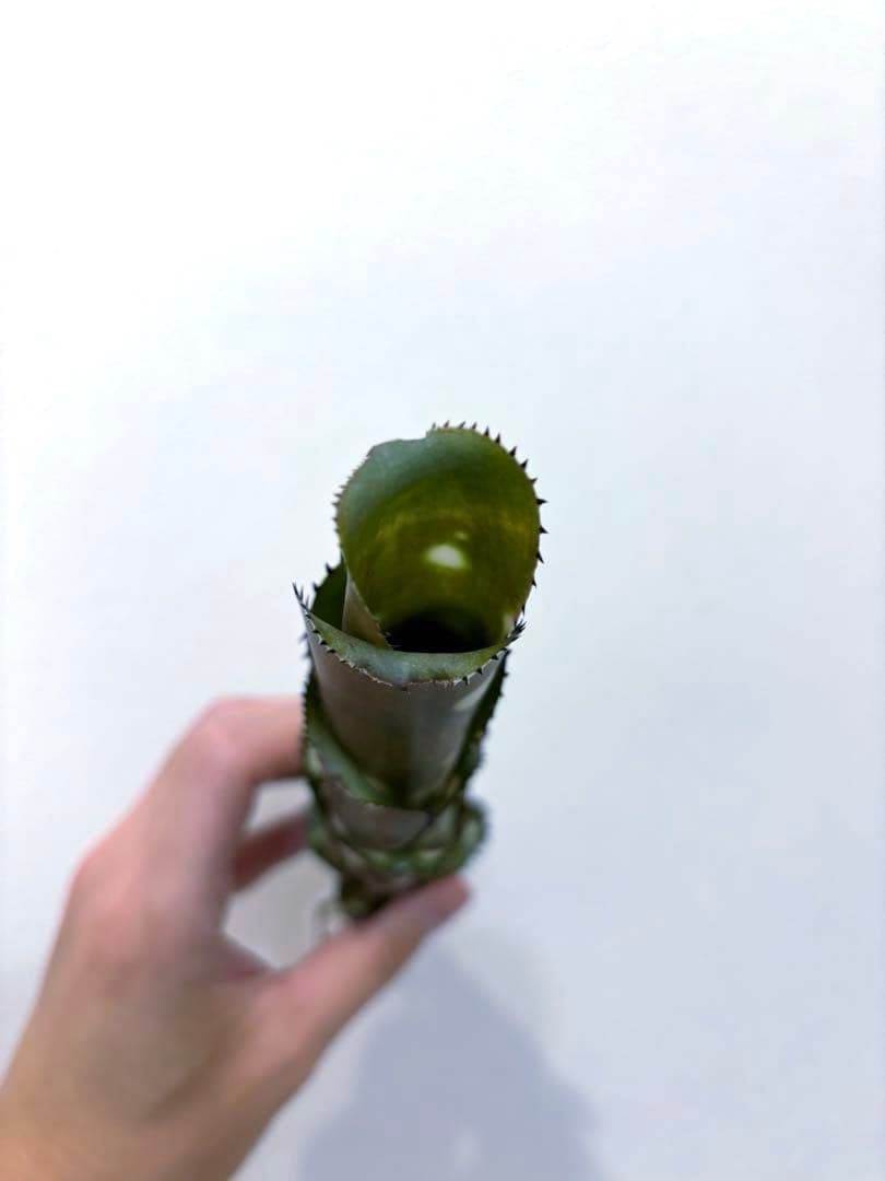 ビルベルギア Billbergia Canvey ' Line'