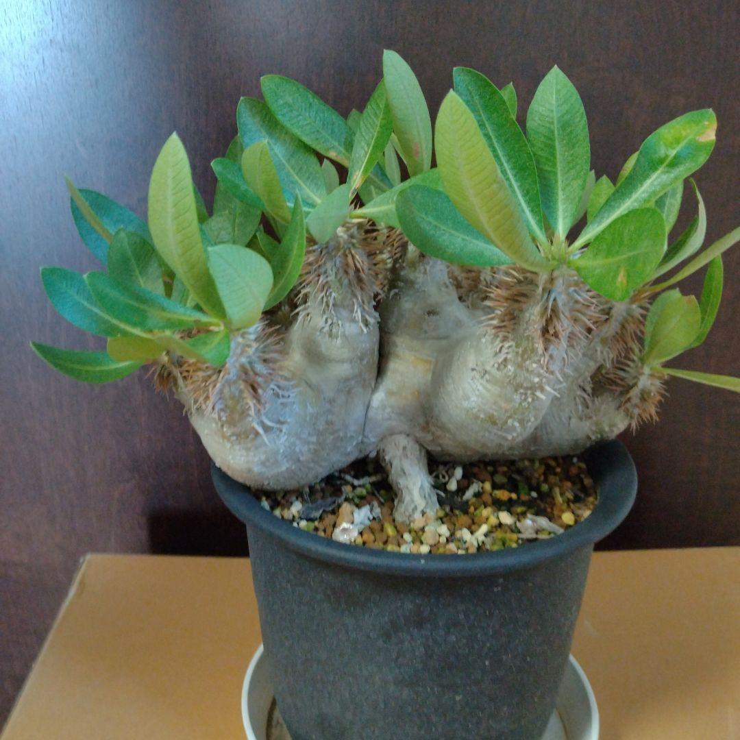 パキポディウム　エブレネウム　Wヘッド