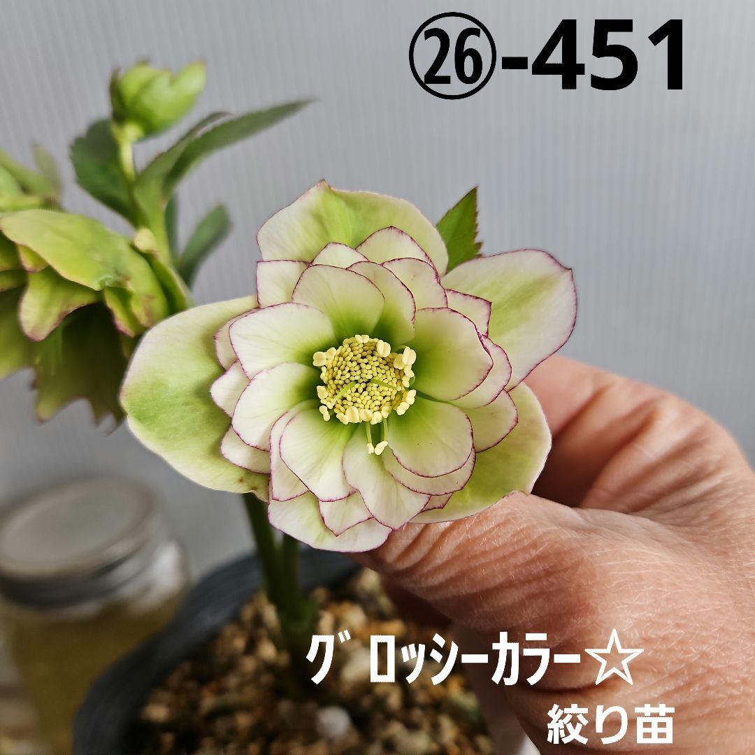 ㉖-451クリスマスローズ