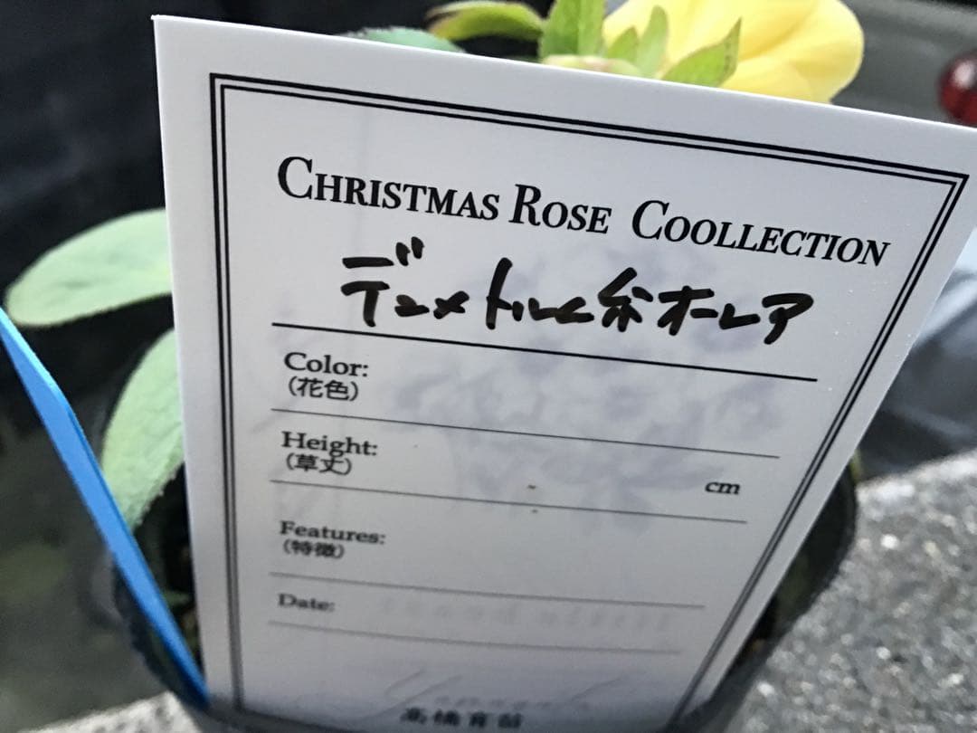 リトルビーストファンタム クリスマスローズ