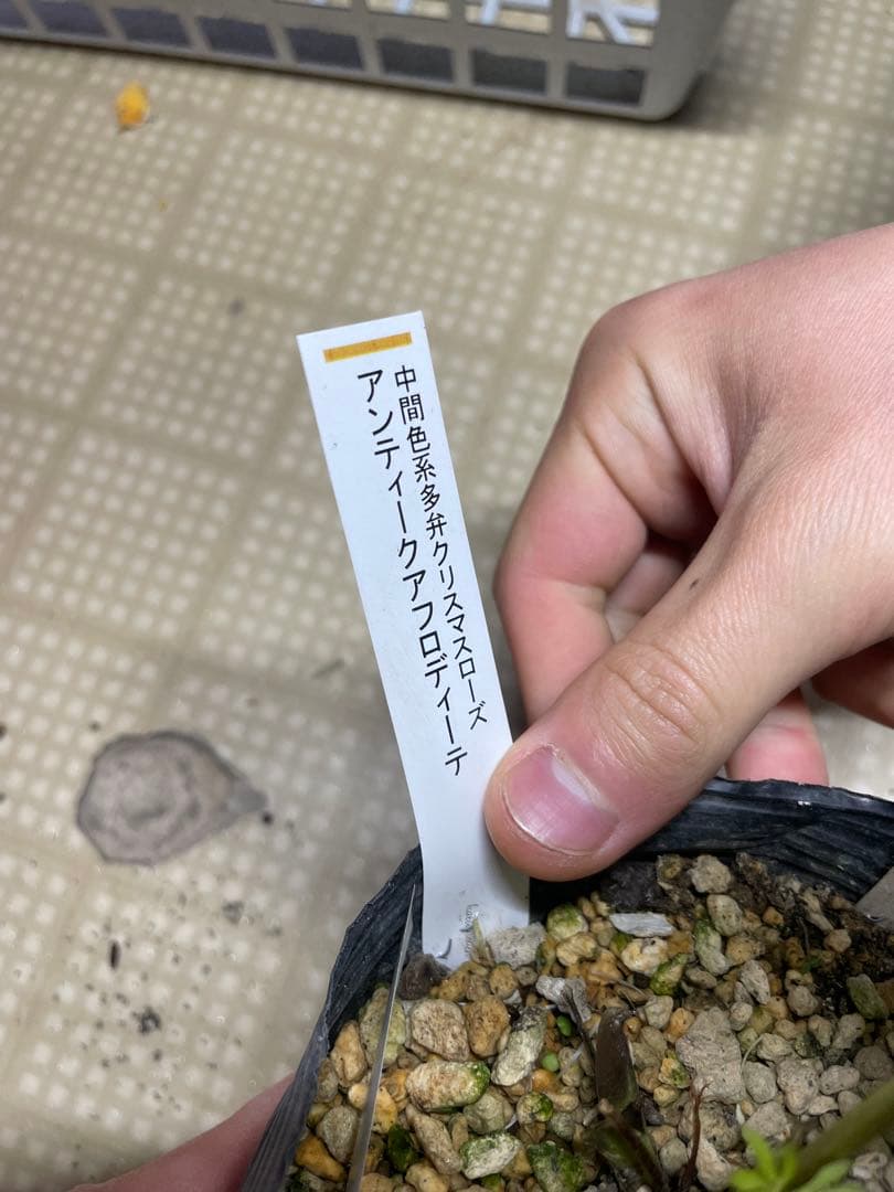加藤農園 アンティークアフロディーテ クリスマスローズ