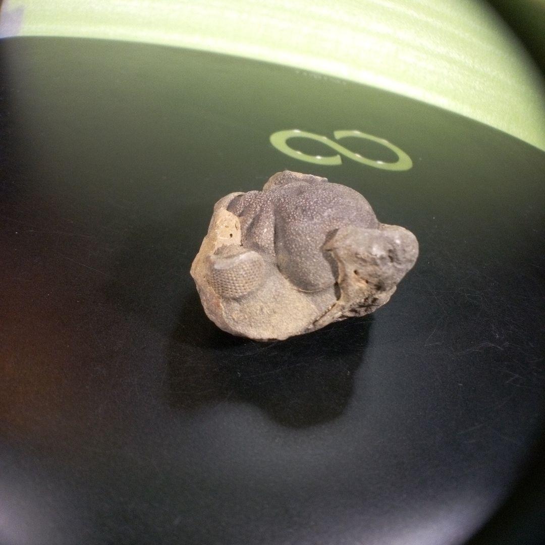 三葉虫　化石　fossil　ボリビア産　trilobite　ボリビア三葉虫郡⑨