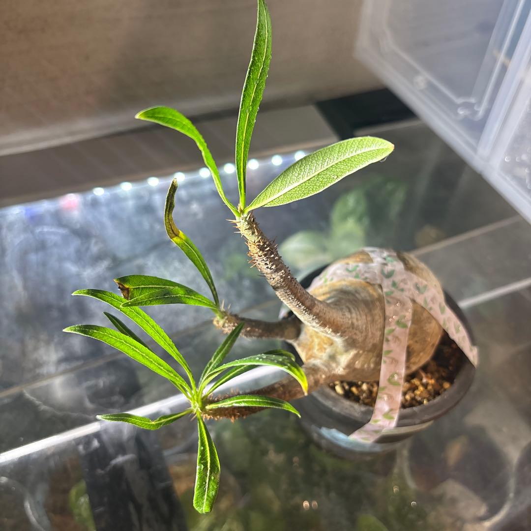 値下げ‼️塊根植物　パキポディウ　グラキリス　横タイプ