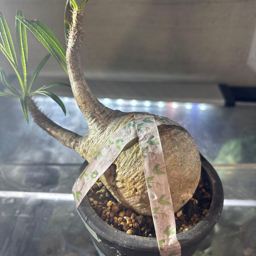 値下げ‼️塊根植物　パキポディウ　グラキリス　横タイプ