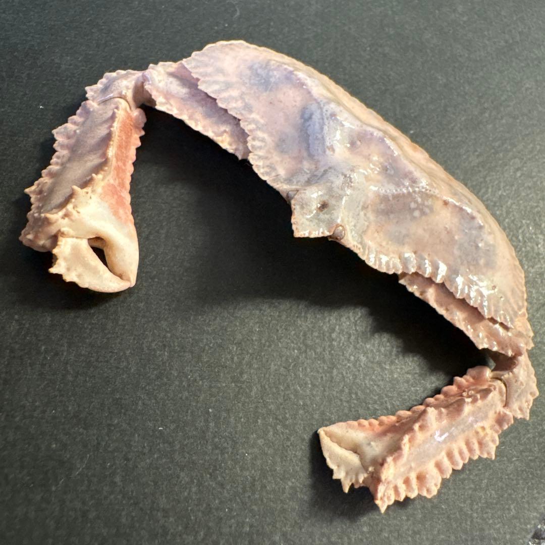 希少生物！？　蟹　カニ　剥製　標本　カワリヒシガニ　ヒシガニ系　甲殻類　自然