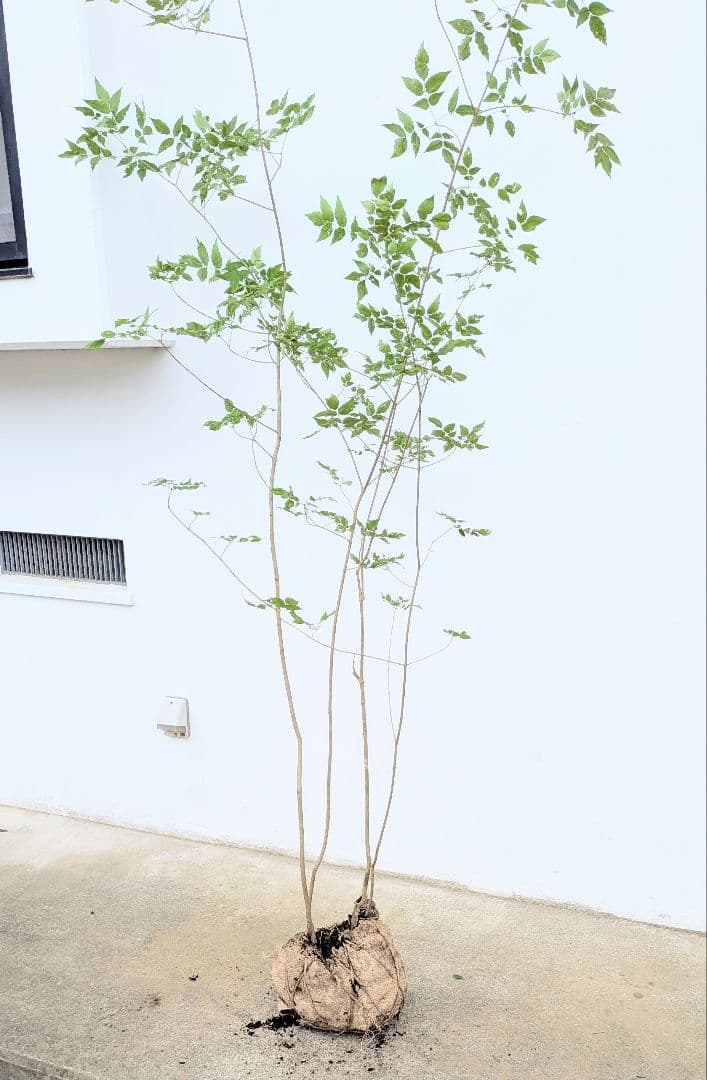 山採りアオダモ。