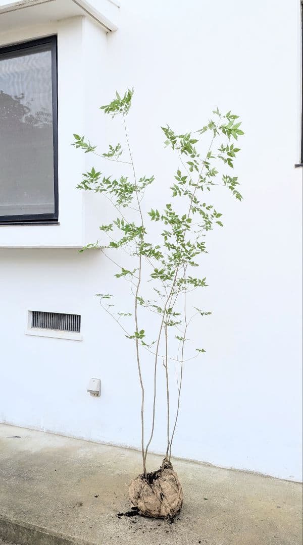 山採りアオダモ。