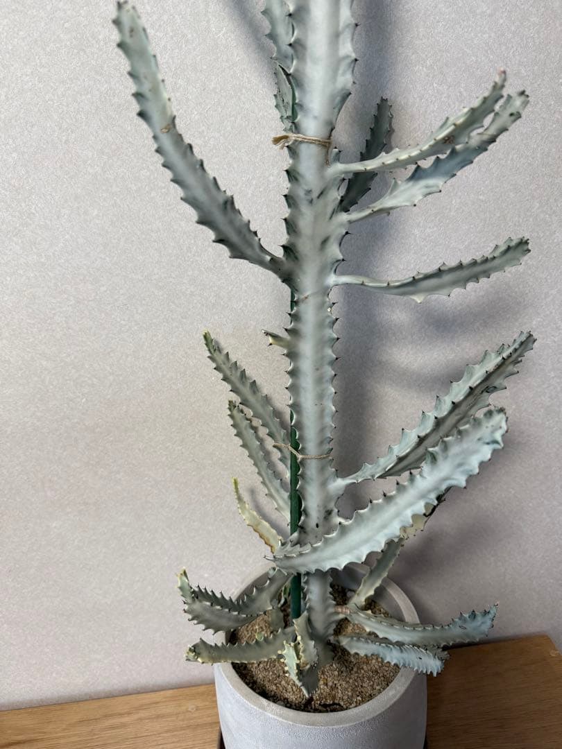 【鉢植え☆送料込】ホワイトゴースト・綴化・サボテン（116㎝）